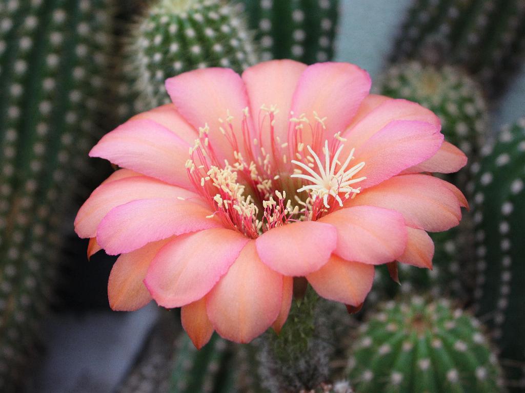 RL 1892 RAB 04 (Pluto x Tr. vatterii) X Flying Saucer 4.2.jpg 